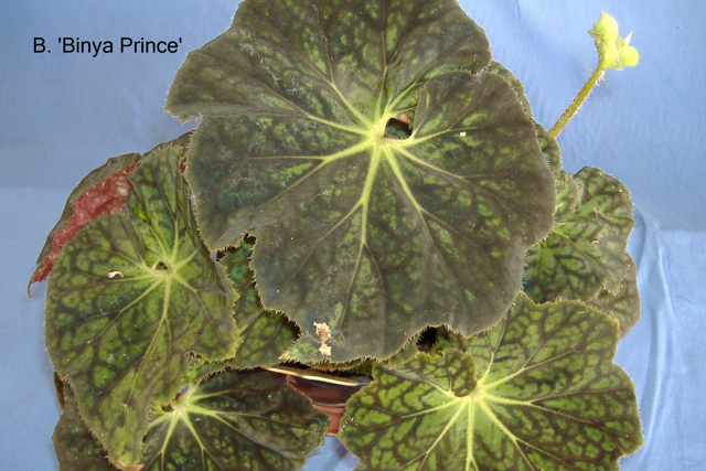 B. ‘Binya Prince’
